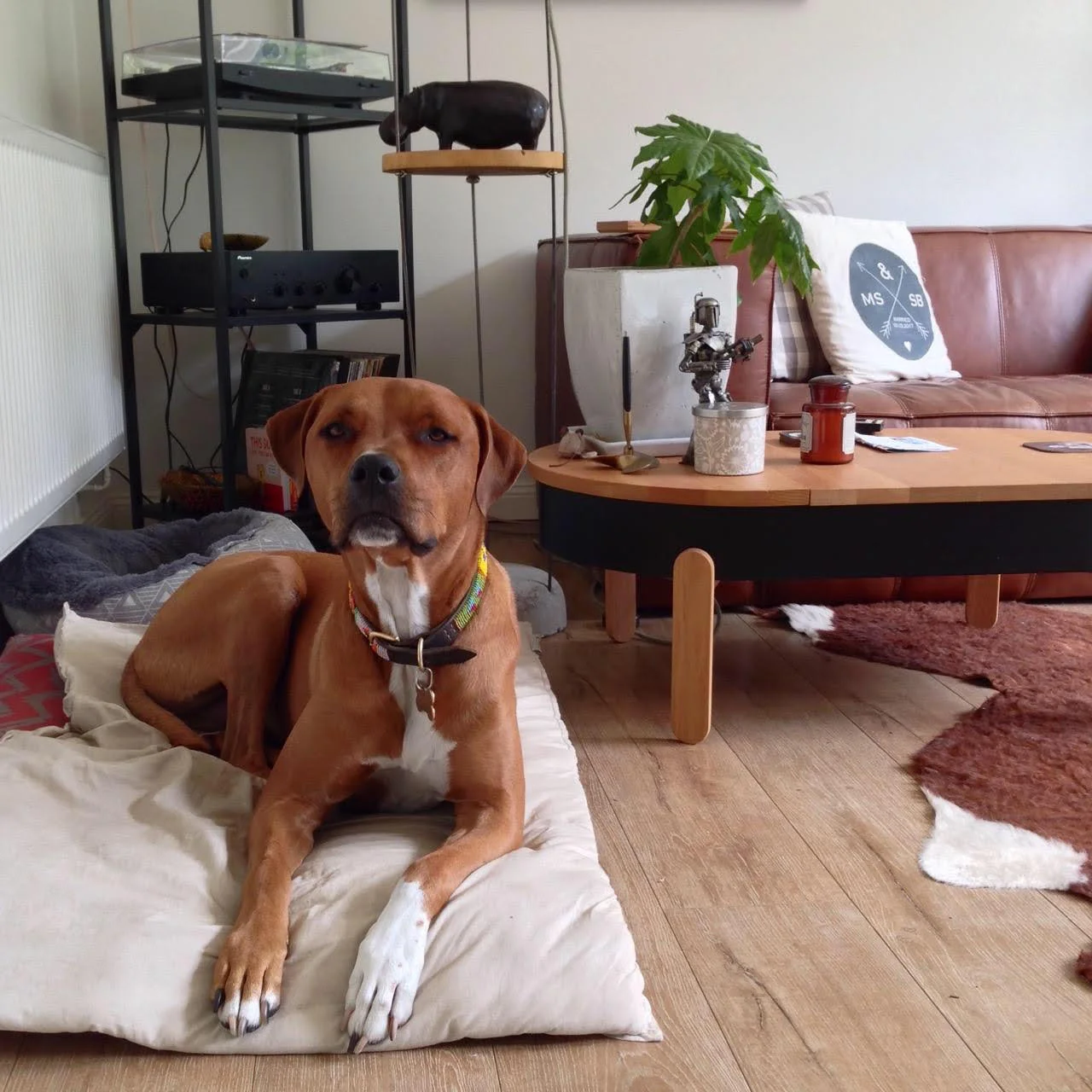 dog on mat